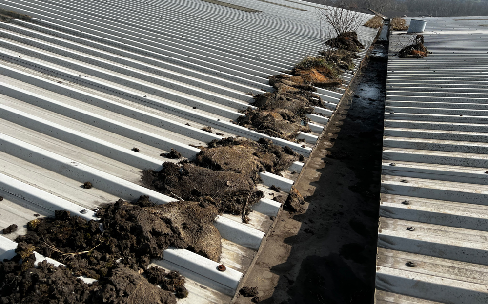 Roof gutter clogged with thick layers of moss and rotted vegetation